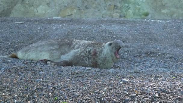 Mirounga Elephant Seal Lying Rocky Beach Peninsula Vlades Argentina Big — Stock Video