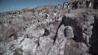 Eudyptes chrysocome, Arjantin 'in patagonya' nın Atlantik kıyısındaki Isla pinguino kayalıklarında yaşayan tepeli penguen türüdür. Kırmızı gözleri ve karakteristik sarı kaşlarıyla tanınır.