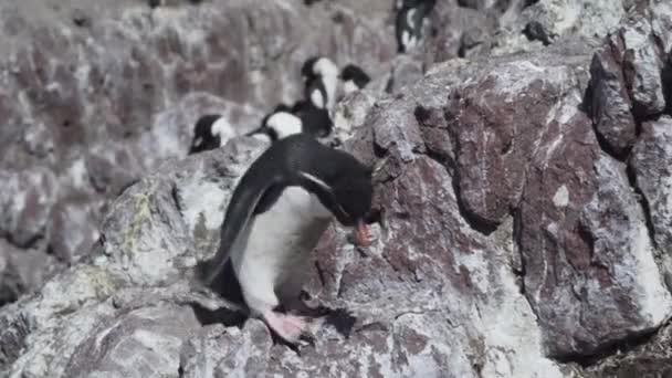 Eudyptes Chrysocome Pingüino Tolva Roca También Conocido Como Pingüino Cresta — Vídeo de stock