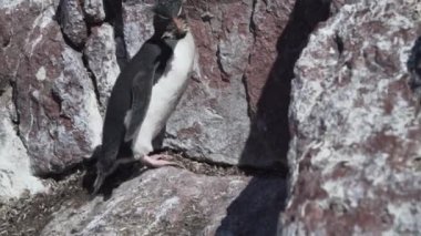 Eudyptes chrysocome, Arjantin 'in patagonya' nın Atlantik kıyısındaki Isla pinguino kayalıklarında yaşayan tepeli penguen türüdür. Kırmızı gözleri ve karakteristik sarı kaşlarıyla tanınır.
