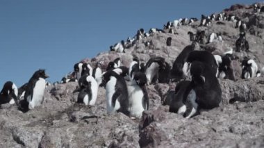 Eudyptes chrysocome, Arjantin 'in patagonya' nın Atlantik kıyısındaki Isla pinguino kayalıklarında yaşayan tepeli penguen türüdür. Kırmızı gözleri ve karakteristik sarı kaşlarıyla tanınır.