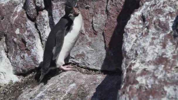 Eudyptes Chrysocome Est Pingouin Trémie Rocheuse Également Connu Sous Nom — Video