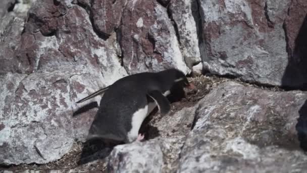 Eudyptes Chrysocome Pinguim Tremonha Também Conhecido Como Pinguim Crista Que — Vídeo de Stock