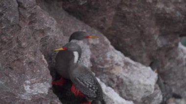 Phalacrocorax gaimardi, Arjantin 'in Patagonya' nın Atlantik kıyısındaki Puerto deseado kayalıklarının kayalık duvarında oturan, hipnotik mavi gözlü kırmızı bacaklı bir karabataktır.