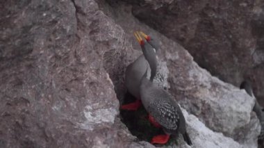 Spheniscus Macellanicus, Macellan Penguenleri Patagonya Cabo dos Bahias 'ta. Arjantin sahilde yürüyor.