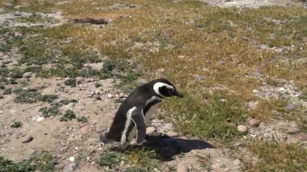 Spheniscus Magellanicus Pingüinos Magallanes Cabo Dos Bahias Patagonia Argentina Caminando — Vídeo de stock