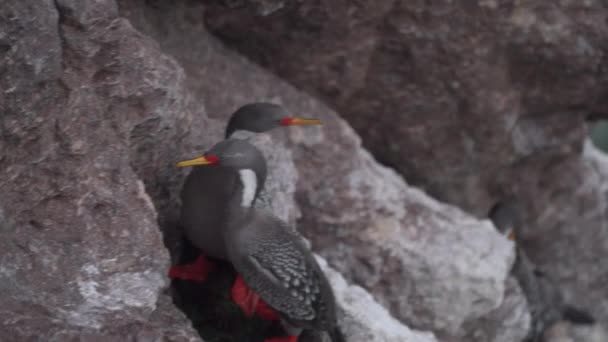 Phalacrocorax Gaimardi Arjantin Patagonya Nın Atlantik Kıyısındaki Puerto Deseado Kayalıklarının — Stok video