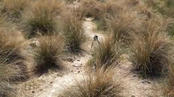 Spheniscus Macellanicus Macellan Penguenleri Patagonya Cabo Dos Bahias Arjantin Sahilde — Stok video