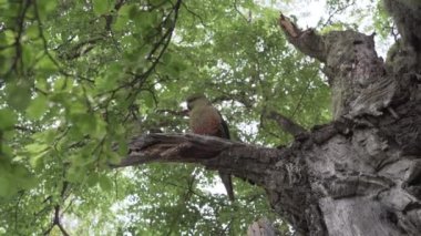 Enignathus ferrugineus, the Austral Parakeet, Austral Conure veya Emerald Parakeet Şili ve Arjantin 'de Patagonya' nın tamamında, Patagonya, Güney Amerika 'nın yoğun yeşil bitki örtüsünde otururken bulunabilir.