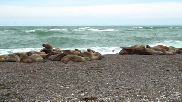 Ομάδα Φώκιας Που Αναπαύεται Βραχώδη Παραλία Στις Ακτές Του Ατλαντικού — Αρχείο Βίντεο