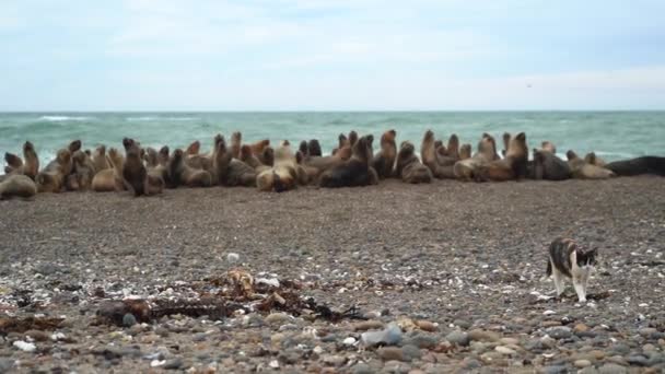 一群海豹在阿根廷巴塔哥尼亚大西洋沿岸的岩石海滩上休息 — 图库视频影像