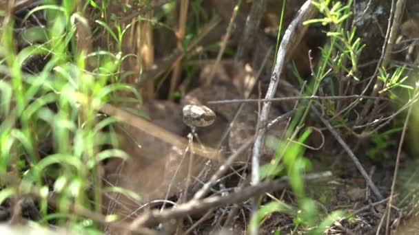 背の高い草を通してほとんど見えない茂みの下に隠れてパタゴニアアルゼンチンの小さなヘビ — ストック動画