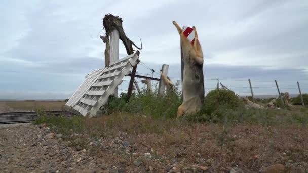 Παταγονικές Αλεπούδες Κρέμονται Νεκρές Από Ένα Φράχτη Μια Πύλη Βοοειδών — Αρχείο Βίντεο
