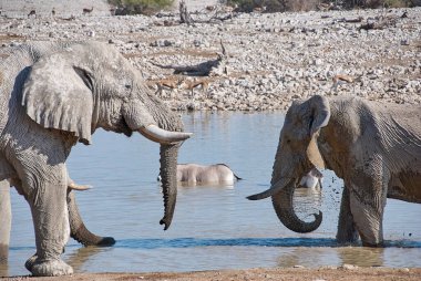 African Elephant drinking at the Okaukuejo water hole in Etosha Namibia