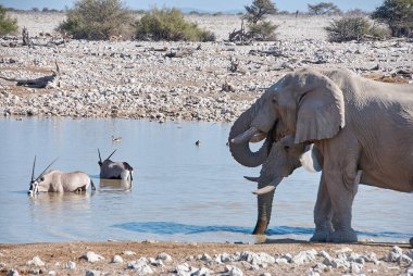 African Elephant drinking at the Okaukuejo water hole in Etosha Namibia