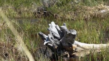 Patagonya, Arjantin 'deki Fitzroy Dağı' nın önündeki bataklıkta güneş yansımaları olan ölü ağaç gövdesi.