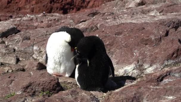Eudyptes Chrysocome Pinguim Tremonha Também Conhecido Como Pinguim Crista Que — Vídeo de Stock
