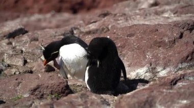 Eudyptes chrysocome, Arjantin 'in patagonya' nın Atlantik kıyısındaki Isla pinguino kayalıklarında yaşayan tepeli penguen türüdür. Kırmızı gözleri ve karakteristik sarı kaşlarıyla tanınır.