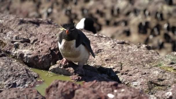 Eudyptes Chrysocome 是一种叫 跳蚤企鹅 Rock Hopper Penguin 的岩石企鹅 它也被称为 爬企鹅 — 图库视频影像