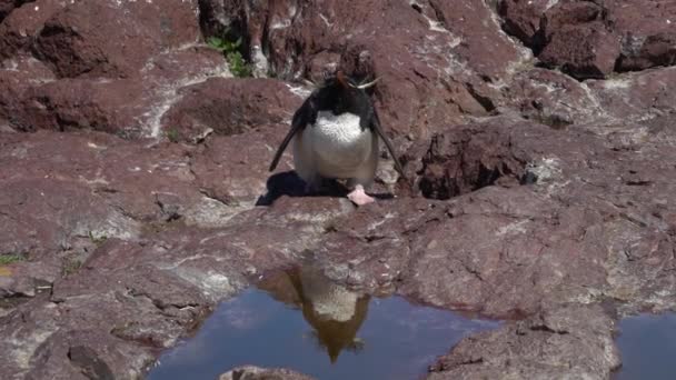 Eudyptes Chrysocome Пингвин Скалолаз Известный Горный Пингвин Живущий Скалистых Крутых — стоковое видео