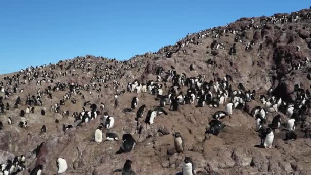 Eudyptes Chrysocome Rock Hopper Penguin Also Known Crested Penguin Living — Stock Video