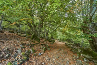 Fransa 'nın Korsika kentindeki sık ve yeşil ormanlarda Monte San Pedrone' ye yürüyüş yolu.