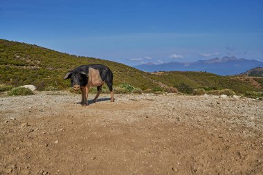 Korsika 'daki evcil domuz, Fransa' nın dağlık arazisinin önünde duruyor.