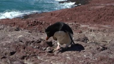 Eudyptes chrysocome, Arjantin 'in patagonya' nın Atlantik kıyısındaki Isla pinguino kayalıklarında yaşayan tepeli penguen türüdür. Kırmızı gözleri ve karakteristik sarı kaşlarıyla tanınır.