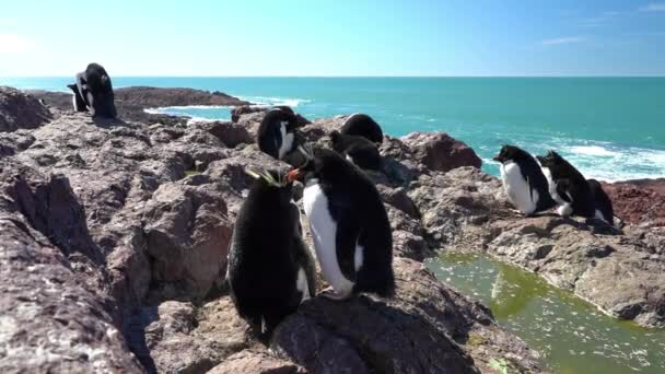 Eudyptes Chrysocome Pingüino Tolva Roca También Conocido Como Pingüino Cresta — Vídeos de Stock