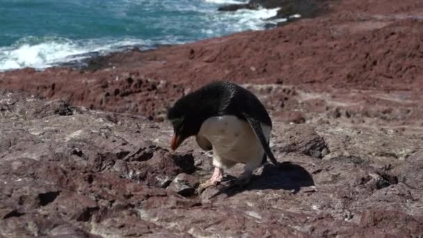 Eudyptes Chrysocome Skalní Násypka Tučňák Známý Také Jako Hřebenatý Tučňák — Stock video