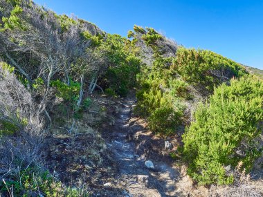 Plage de Saleccia 'da gizli yürüyüş yolu, Fransa' nın Korsika adasında beyaz kumlu gizli bir koy.