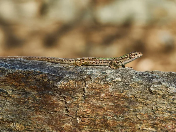 stock image small green lizard with shallow depth of field crawling on the floor of a forest in Corsica, France