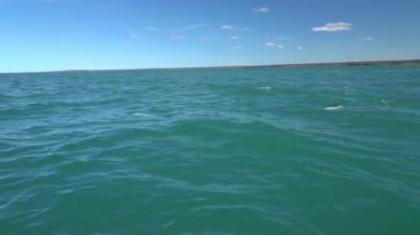 Arjantin 'in patagonya kıyısındaki Atlantik Okyanusu' nun turkuaz sularında yüzen siyah ve beyaz yunuslar, şişme deliklerini ve sırt yüzgeçlerini gösteriyorlar, balinaların lastik zodyak sürat teknesiyle turist turnesinde gözlemleniyorlar.