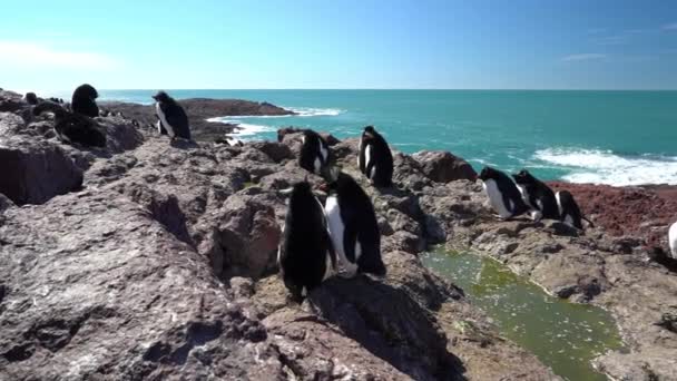 Eudyptes Chrysocome Arjantin Patagonya Nın Atlantik Kıyısındaki Isla Pinguino Kayalıklarında — Stok video