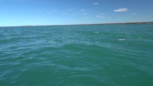 アルゼンチンのパタゴニア沿岸の大西洋のターコイズブルーの海で泳いでいる黒と白のコロンボイルカは ゴム製の黄道帯速度ボートでクジラの観光ツアーを見て観察されたブローホールと背の高いフィンを示しています — ストック動画