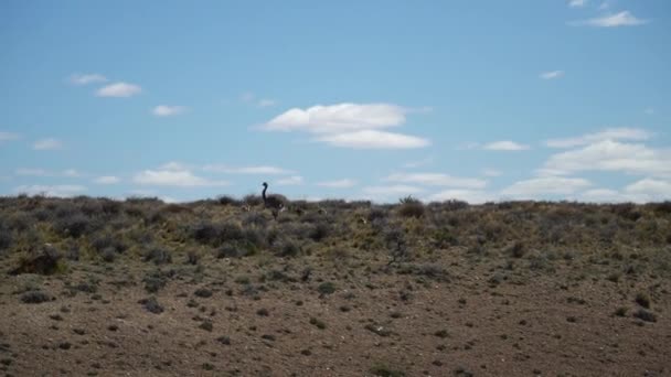 南アルゼンチンのPatagoniaの乾燥した乾燥した風景を歩く彼女の雛とNandu母 — ストック動画