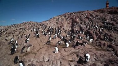 Eudyptes chrysocome, Arjantin 'in patagonya' nın Atlantik kıyısındaki Isla pinguino kayalıklarında yaşayan tepeli penguen türüdür. Kırmızı gözleri ve karakteristik sarı kaşlarıyla tanınır.