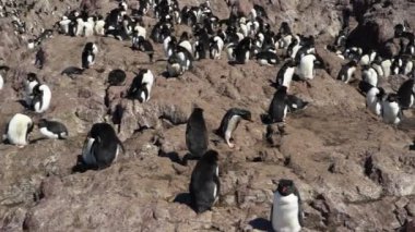 Eudyptes chrysocome, Arjantin 'in patagonya' nın Atlantik kıyısındaki Isla pinguino kayalıklarında yaşayan tepeli penguen türüdür. Kırmızı gözleri ve karakteristik sarı kaşlarıyla tanınır.