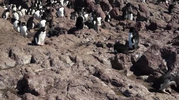 Eudyptes Chrysocome Pinguino Tramoggia Roccia Noto Anche Come Pinguino Crestato — Video Stock
