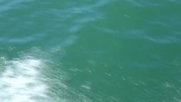 Černobílí Commerson Delfíni Plavou Tyrkysové Vodě Atlantického Oceánu Pobřeží Patagonie — Stock video