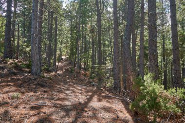 Fransa 'nın Korsika kentindeki sık ve yeşil ormanlarda Monte San Pedrone' ye yürüyüş yolu.