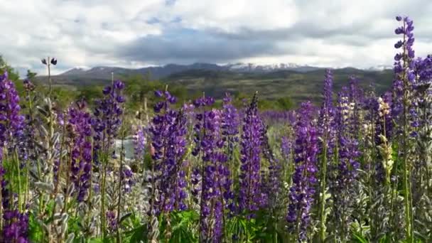 Colorful Purple Lupines Growing Rocky Riverbed Alongside Carretera Austral Patagonia — Stock Video