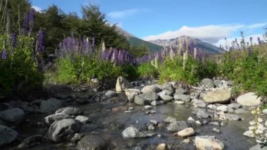 Patagonya, Şili, Güney Amerika 'da Carretera austral' ın yanında kayalık bir nehir yatağında büyüyen renkli mor lupinler.