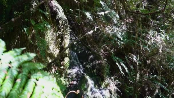 Spinnennetz Auf Einem Wanderweg Zum Ventisquero Colgante Einem Hängenden Gletscher — Stockvideo