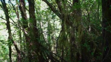 Ventisquero Colgante 'ye yürüyüş yolu. Patagonya, Şili, Güney Amerika' daki Carretera Astral boyunca ulusal parkta şelalesi ve gölü olan asılı bir buzul.