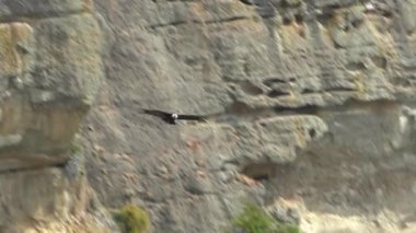 And Akbabası Vultur Gryphus, Güney Amerika 'da Patagonya, Şili' deki Torres del Paine ulusal parkına yakın dağlık bir alanda süzülerek uçan en büyük kuş..