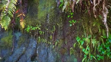 Ventisquero Colgante 'ye giden bir yürüyüş yolu boyunca yosundan akan su, Şili, Patagonya, Güney Amerika' daki carretera austral boyunca ulusal parkta şelalesi ve gölü olan asılı bir buzul.