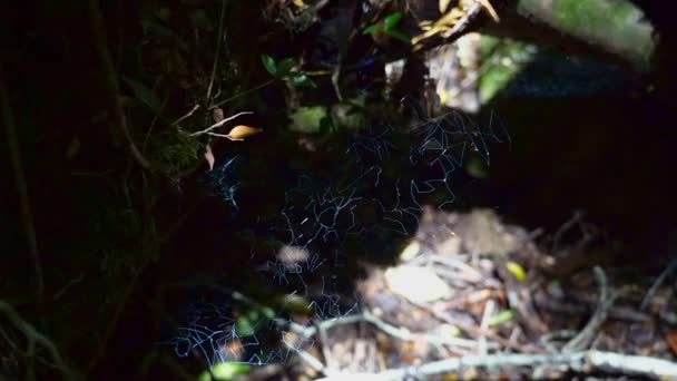 ヴェントゥーロ コルガンテへのハイキングコース上のクモの巣 パタゴニア 南アメリカのCarreteraのオーストラリアに沿ってキュラ国立公園で滝と湖とハンギング氷河 — ストック動画