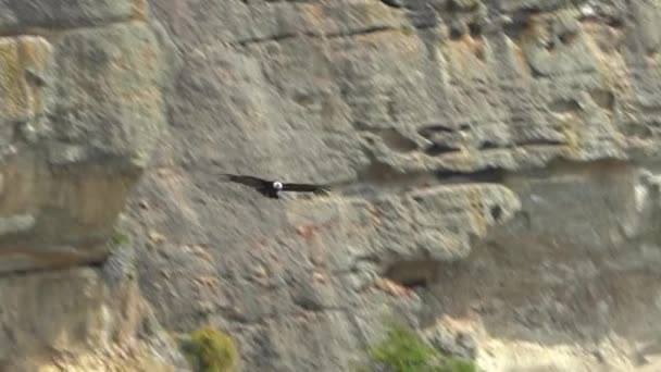 Der Anden Kondorgeier Vultur Gryphus Der Größte Fliegende Vogel Der — Stockvideo