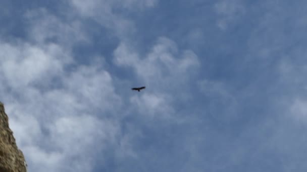 アンデス山脈は チリのパタゴニアにあるトーレス ペイン国立公園の近くの山岳風景の中に空気中を滑空し 最大の飛行鳥 ヴァルトゥル グリフォス ハゲワシを行う — ストック動画